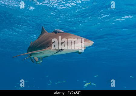 Grand requin citron avec des remorques juste sous la surface Banque D'Images