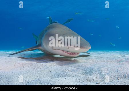 Requin citron nageant juste au-dessus des fonds marins sablonneux Banque D'Images