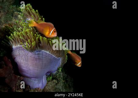 Paire de poissons anémone Maldives avec leur anémone violette et verte perchée sur le bord du récif Banque D'Images