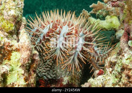 Couronne d'épines étoile de mer sur corail Banque D'Images