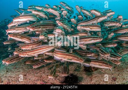 Scolarisation des juvéniles de poissons-chats rayés d'anguille Banque D'Images