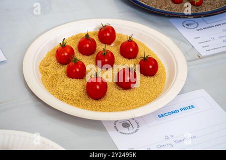 Spectacle de village dans la salle de village Old Basing, Hampshire, Angleterre, Royaume-Uni, en septembre 2024. Concours de légumes - tomate tomates tomates Banque D'Images
