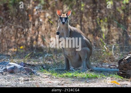 Wallaby agile (Macropus agilis) grignotant sur l'herbe, Rinyirru, parc national de Lakefield, extrême nord du Queensland, Australie Banque D'Images