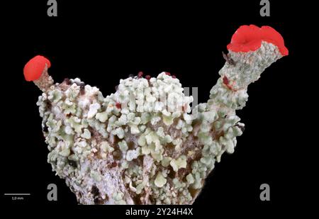 Apothécie et pycnidia rouge vif (corps fruitiers) du lichen de la coupe du souiller jouet (C⁠ladonia bellidiflora). Sud-Ouest de la Norvège en septembre. Banque D'Images