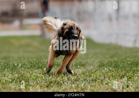 Berger belge Tervuren Dog Running Lure course Dog Sport Banque D'Images