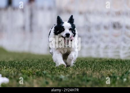 Bordure noire et blanche Collie Dog Running Lure course Dog Sport Banque D'Images