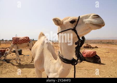 Camp nomade avec dromadaires et chauffeur de chameaux dans la campagne désertique près du moyen Atlas au Maroc. Maroc, Afrique du Nord. Crédit : photo par Hug Banque D'Images