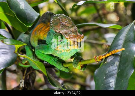 Caméléon de Green Parson à Madagascar Banque D'Images