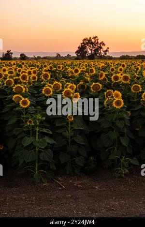 Gros plan d'un champ de tournesol au coucher du soleil à Woodland, Californie. Banque D'Images