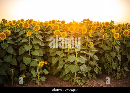 Champ de tournesol lumineux se prélasser dans la lumière chaude du soleil pendant l'heure dorée Banque D'Images