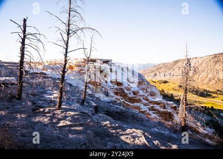 Les sources thermales Mammoth de Yellowstone avec des formations en terrasses ! Banque D'Images