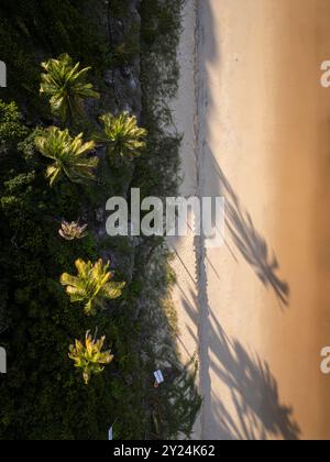 Belle vue aérienne aux cocotiers palmiers dans la plage sauvage de Pipa Banque D'Images