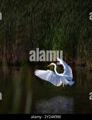 Grande aigrette blanche debout dans un étang marécageux avec les ailes déployées. Banque D'Images