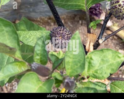 Datura Metel, également connu sous le nom d'épine indienne, a des capsules de graines recouvertes de verrues coniques noires. L'arbuste ornemental Hindu Datura produit fr distinctif Banque D'Images