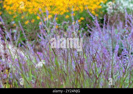 Herbe ornementale fleurie Panicum virgatum. Plantes poaceae fleurissant Switchgrass tiges sur fond de plantes à fleurs bleu, blanc et jaune. Herbe f Banque D'Images