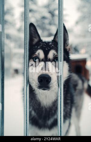 Husky regarde à travers les barres de cage métalliques à Rovaniemi, Laponie en hiver neigeux Banque D'Images