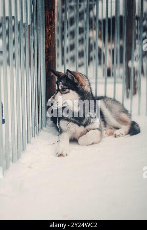 Husky allongé dans la neige regardant à travers les barres de cage dans Husky Park en Laponie de Rovaniemi Banque D'Images