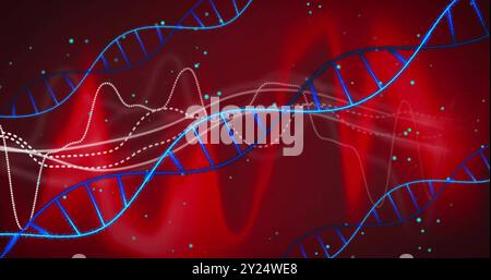 Brins d'ADN et ondes de données, image de recherche génétique sur fond rouge Banque D'Images