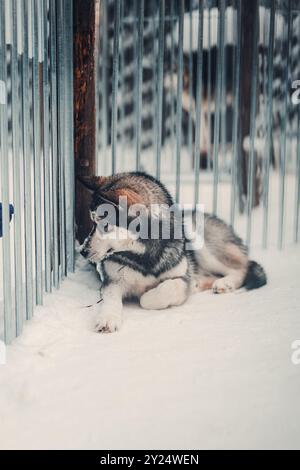 Husky couché à travers les barres de cage à Rovaniemi, Laponie dans la neige en hiver Banque D'Images