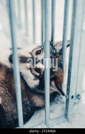 Husky couché à travers les barres de cage en Laponie de Rovaniemi dans la neige en hiver Banque D'Images