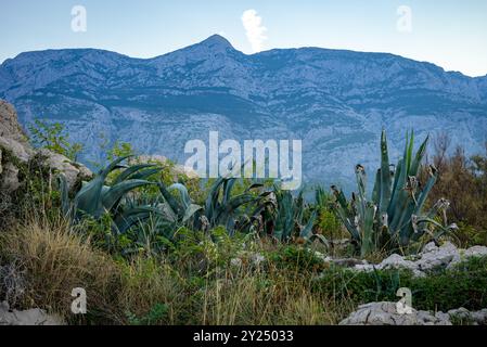 Vue sur la chaîne de montagnes Biokovo des Alpes dinariques depuis la riviera de Makarska, côte Adriatique de la Croatie Banque D'Images