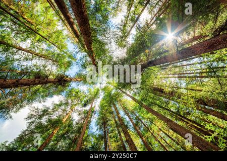 Vue de dessous de grands vieux arbres dans la forêt vierge d'Evergreen Banque D'Images