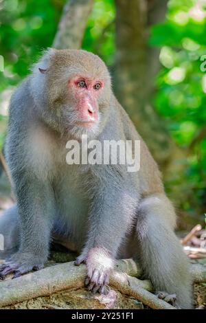 Le macaque rocheux sauvage de Formosan (Macaca cyclopis) à Shoushan (Kaohsiung). C'est un macaque endémique de l'île de Taiwan. Banque D'Images