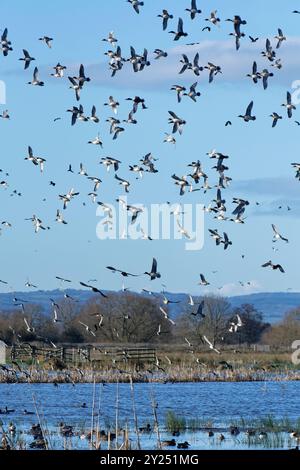 Wigeon (Anas penelope) et sarcelle commune (Anas crecca) survolant d'autres oiseaux sauvages sur des marais inondés, réserve naturelle de Greylake RSPB, niveaux du Somerset. Banque D'Images