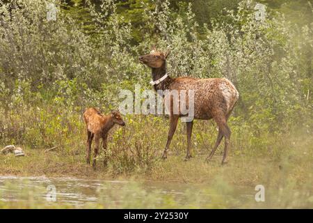 Mère Elk à col avec veau. Banque D'Images