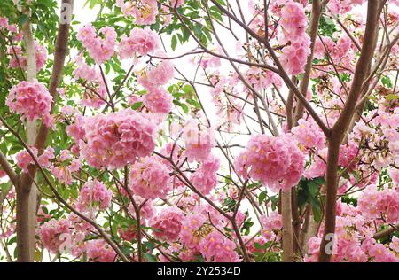 Belles inflorescences de Rosy Trumpet Tree Flowers ou Tabebuia Rosea Banque D'Images