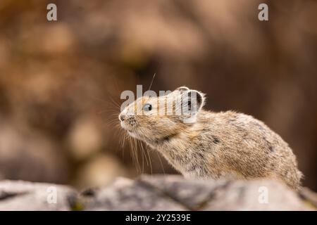 Gros plan d'un Pika, Banque D'Images