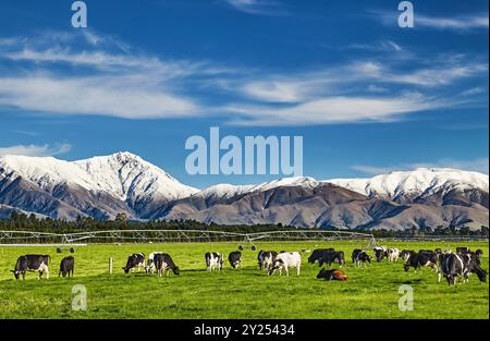 Paysage pastoral avec vaches de pâturage et montagnes enneigées en Nouvelle-Zélande Banque D'Images