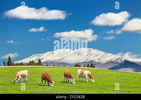 Beau paysage avec des montagnes enneigées et des vaches en pâturage sur un champ verdoyant Banque D'Images