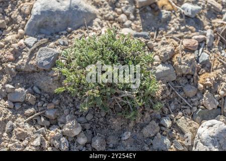 Lavandula multifida, lavande coupée Banque D'Images