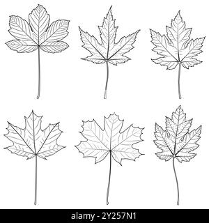 Feuilles d'érable, illustration botanique vectorielle. Grandes feuilles, argent, sucre, rouge et sycomore de contour d'érable. Illustration de Vecteur