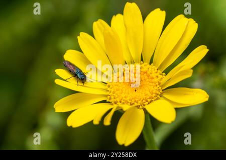 Bijou coléoptère - Anthaxia suzannae, beau petit coléoptère avec des fermes métalliques des prairies et jardins européens, Zlin, République tchèque. Banque D'Images