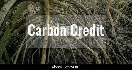 Concept de crédit carbone. Les forêts de mangrove comme puits naturels de carbone. Stockage et capture du carbone bleu dans les racines de mangrove. Changement climatique durable Banque D'Images