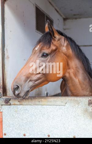 Darlington, UK.9th septembre 2024. L’entraîneur Michael Dods a ouvert les portes de ses écuries Denton Hall aujourd’hui pour accueillir les amateurs de courses dans le cadre de la semaine nationale de l’équitation. David Dixon / Alamy Banque D'Images