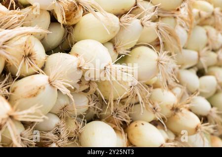 Têtes de ferme lavées d'oignons Banque D'Images