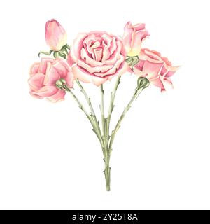 Bouquet de roses avec fleurs et bourgeons. Composition de fleurs printanières. Illustration d'aquarelle dessinée à la main isolée. Clipart de plantes de jardin. Floral Banque D'Images