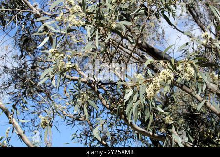 Gomme de Mallee blanche côtière (Eucalyptus diversifolia) en fleur, Australie méridionale Banque D'Images