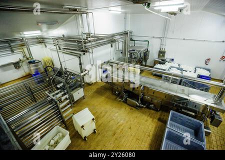 Fabrication industrielle de fromage - appellation d'origine Mahon- finca Alcaidus, Alaior, Minorque, Îles Baléares, Espagne, Europe. Banque D'Images