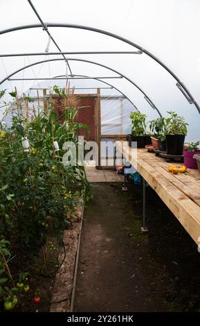 Polytunnel pour la culture de plantes. Banque D'Images