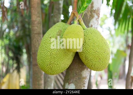 Inde, Kerela, Allappey, Durian pousse sur l'arbre Banque D'Images
