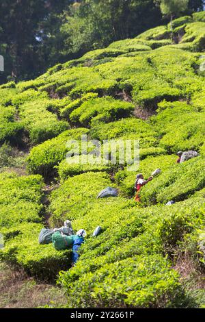 Inde, Kerala, Munnar, cueilleurs de thé dans les plantations autour de Munnar Banque D'Images