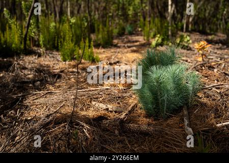 Une petite plante verte pousse dans un champ d'herbe sèche. La plante est entourée de branches mortes et de brindilles, donnant à la scène un peu désolée et un Banque D'Images