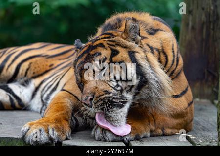 Près, vue de face d'un tigre de Sumatra couché sur le sol, langue dehors, léchant ses pattes avant. Banque D'Images