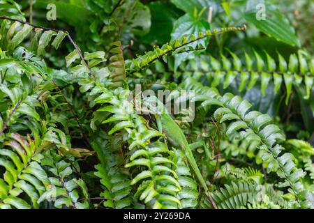 Expert en camouflage, repéré un reptile lézard à crête verte s'insère dans les plantes vertes, Bird Paradise. Singapour. Banque D'Images