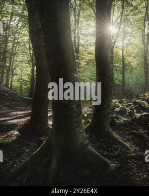 Trois arbres dans la forêt et le soleil. Réserve naturelle Acquerino. Saison d'automne, Apennins, province de Pistoia, région Toscane, Italie, Europe Banque D'Images