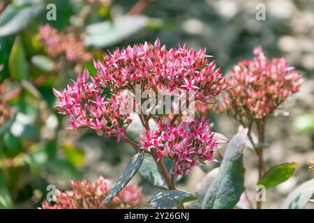 Fleurs roses d'Hylotelephium telephium, gros plan. Orpine, vive, estomac de grenouille, harping Johnny, vie éternelle, Live-Forever, MidSummer-men, ou Banque D'Images